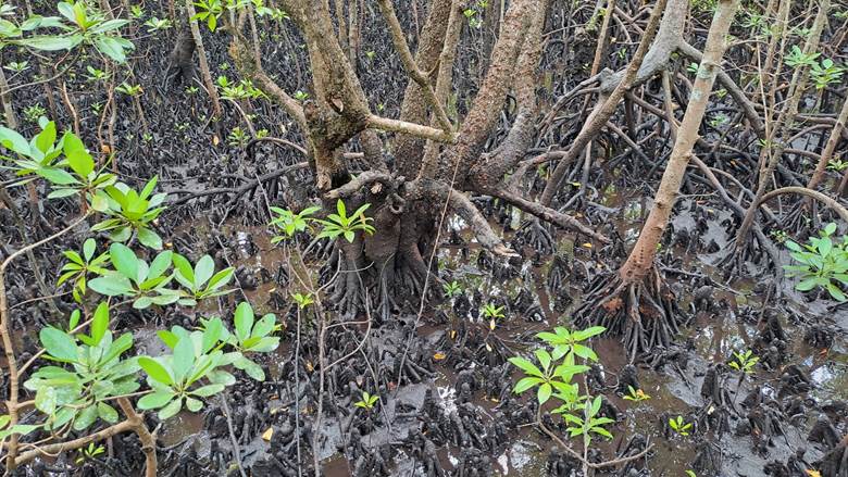 Šuma mangrova, Zanzibar